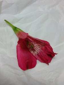 美瑠ちゃんの花